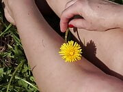 Dandelion 2