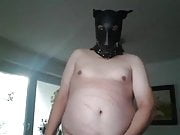 chubby dog whipped himself till cumshot