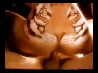Tigers, Brazilian
